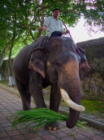 Elephant at the Ngyuen Citadel 