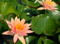 Lotus flowers at the monastery 