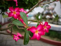 Just a pretty flower