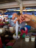 Flying fish at the Hoi An Market