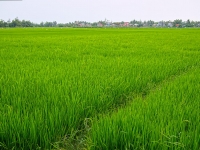 Rice paddies 