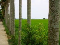 Betel nut trees