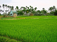 Rice paddies