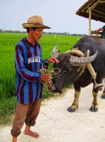 Local with a water buffalo 