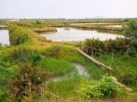 Shrimp farms