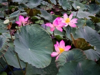 Lotus flowers